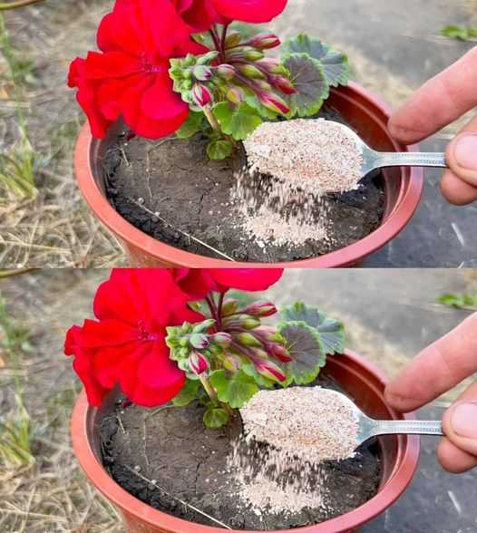 Just add a small amount to your plants and they will bloom in just a week