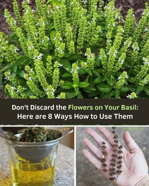 Don’t Toss Those Basil Flowers! Here’s Why They’re More Valuable Than You Think