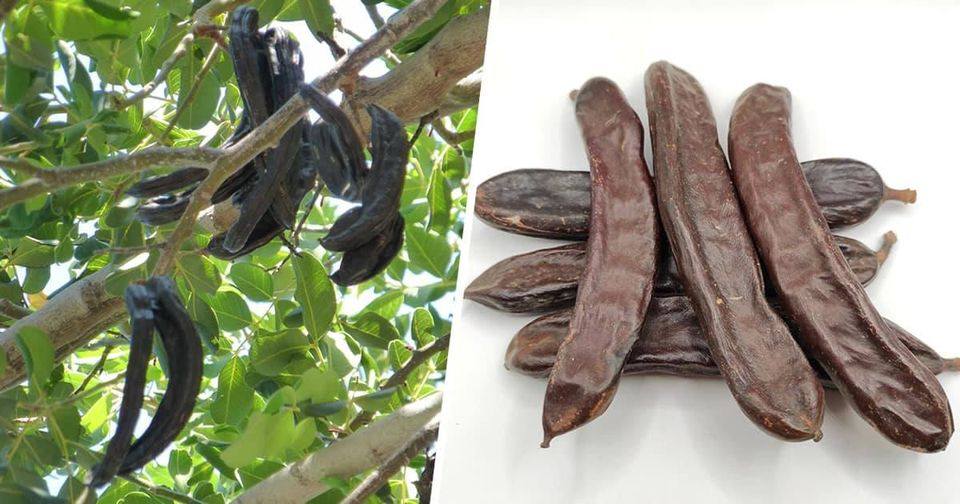 The almost forgotten fruit that makes you go bodily, loses weight and lowers cholesterol