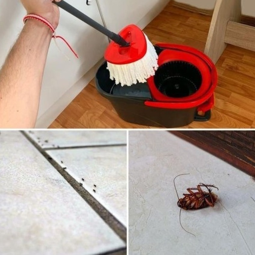 Title: Use These Essential Oils to Clean the Floor and Permanently Repel Cockroaches and Ants