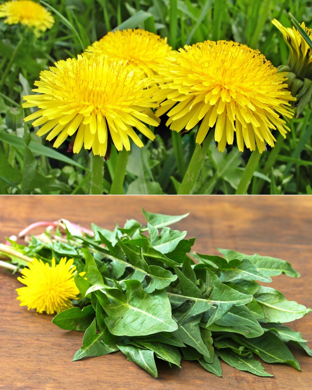 Can You Eat Dandelions? Yes! Here’s How to Use Them in the Kitchen