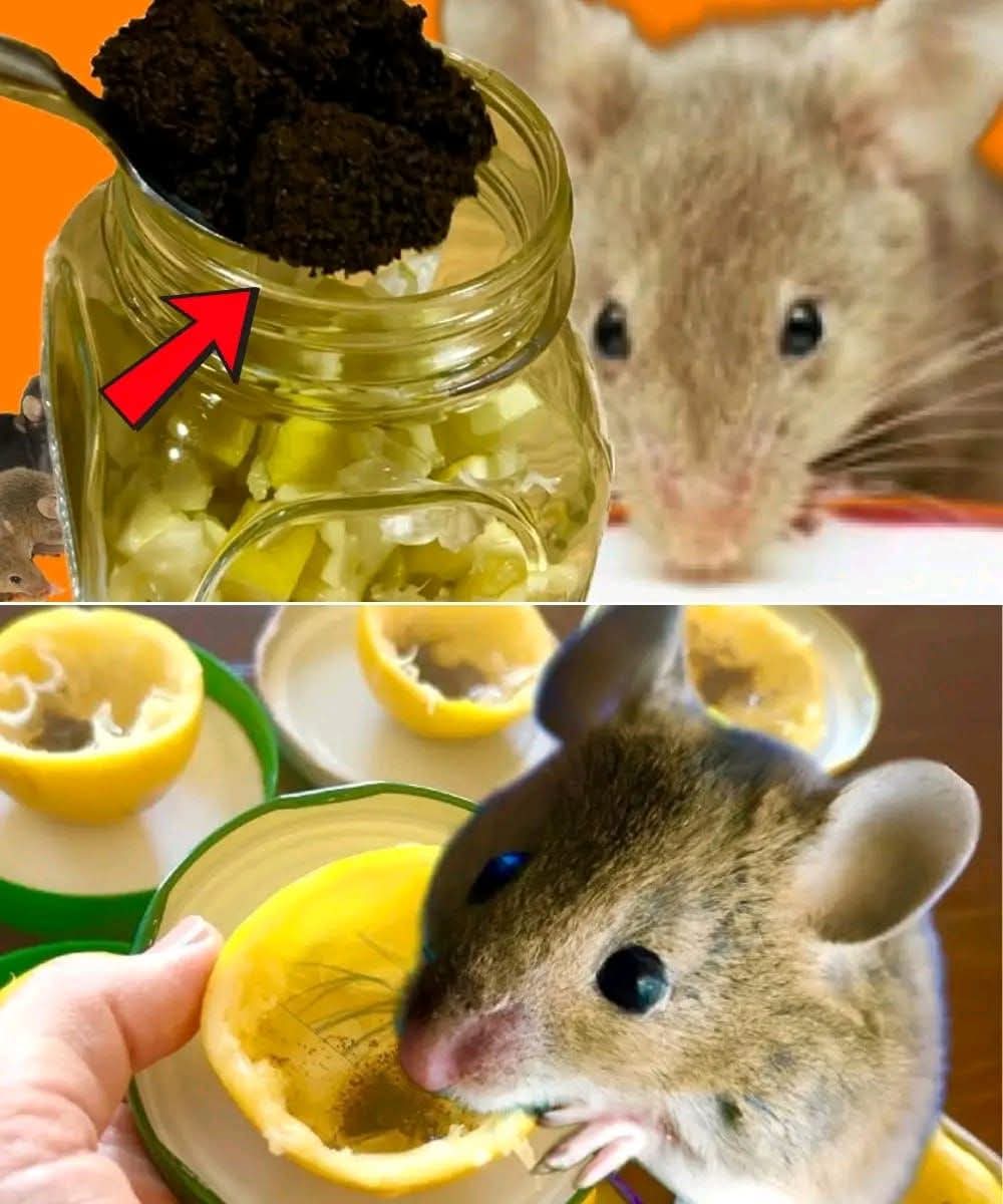 Mice and Rats Will Not Enter Your Home If They Feel This! An Incredible Idea