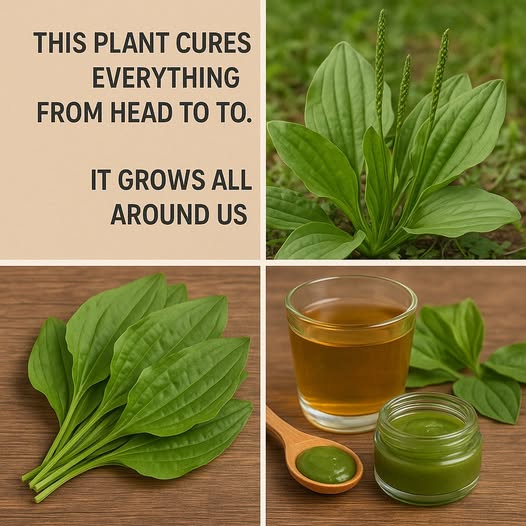THIS PLANT CURES EVERYTHING from head to toe. It grows all around us