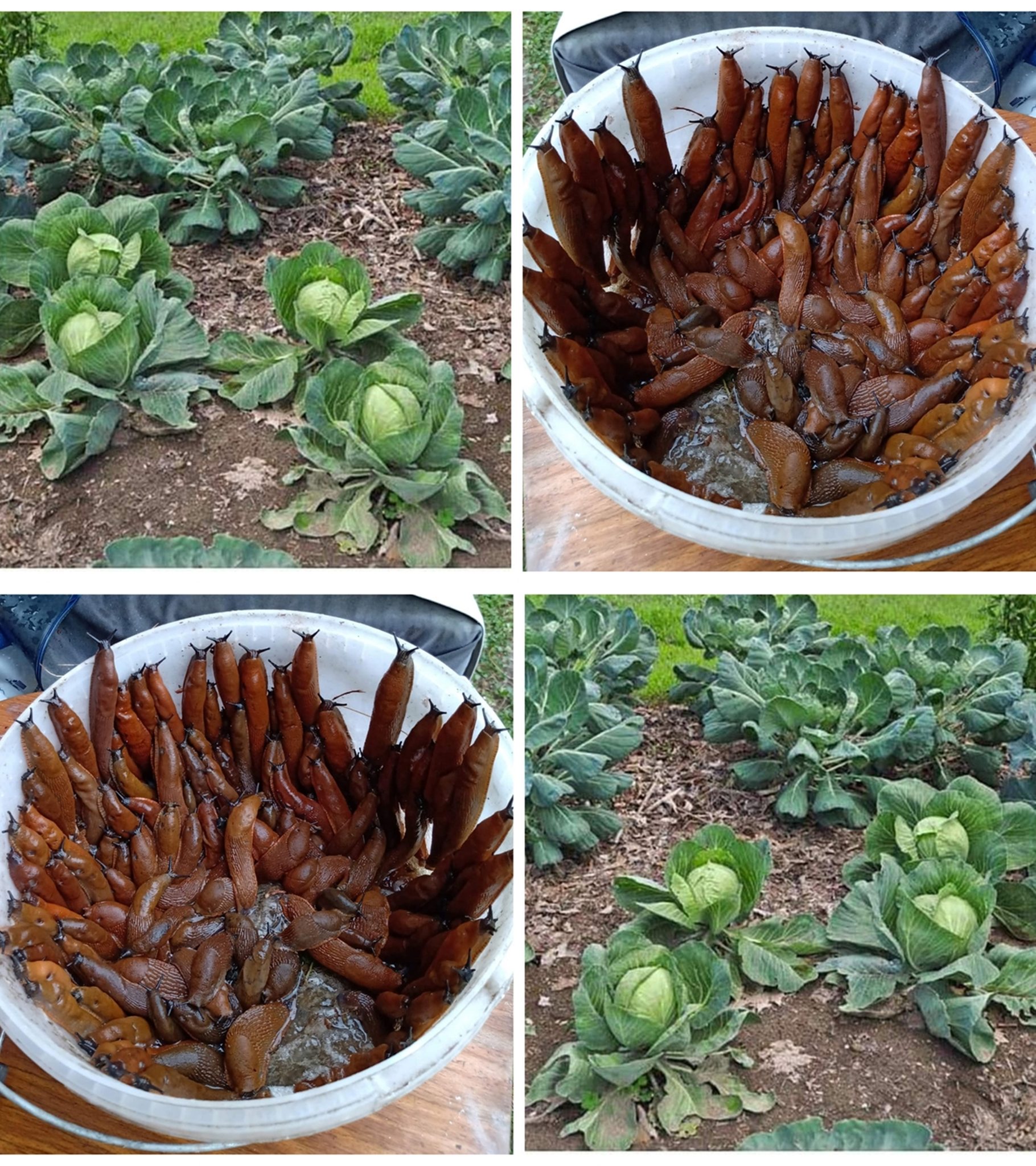 Don’t buy snail poison from the store, this is how you GET RID of them in the garden and beds, and they will no longer destroy your harvest: I have a clean entire yard and no CHEMICALS!