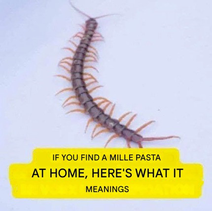 This is what it means to find a centipede in the house