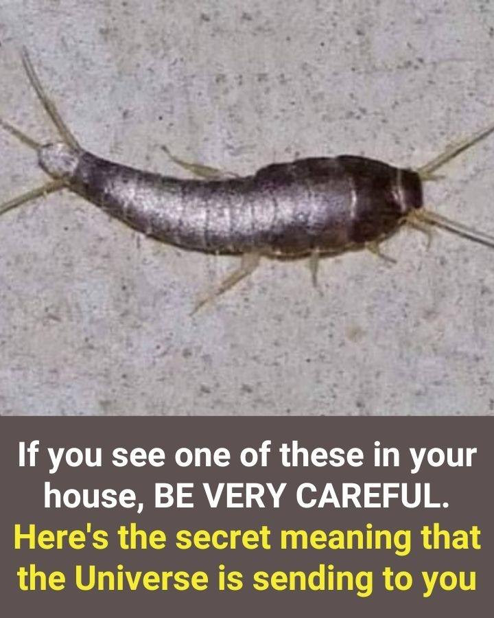 If You See One of These in Your House, BE VERY CAREFUL — Here’s the Secret Meaning the Universe Is Sending You