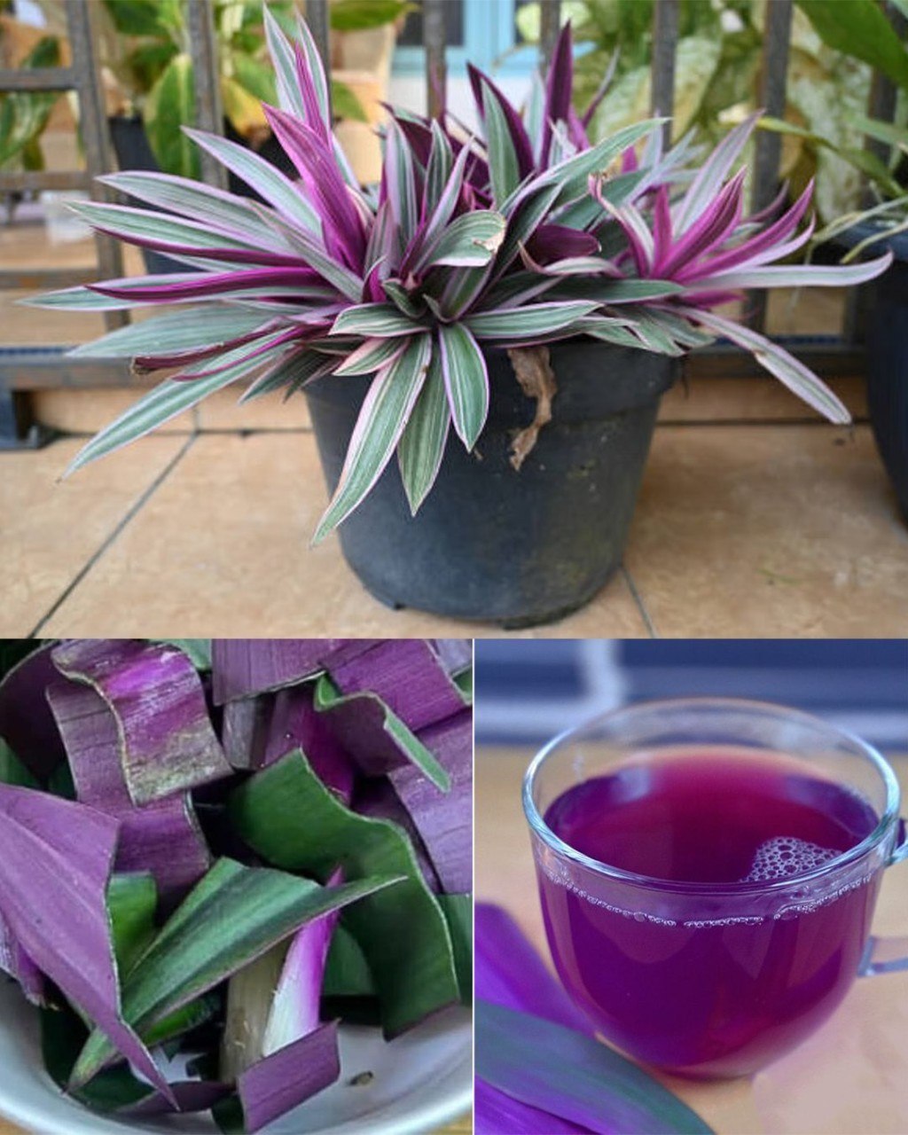 The Healing Power of Moses-in-the-Cradle (Tradescantia spathacea): Discover the Hidden Benefits of This Colorful Medicinal Plant
