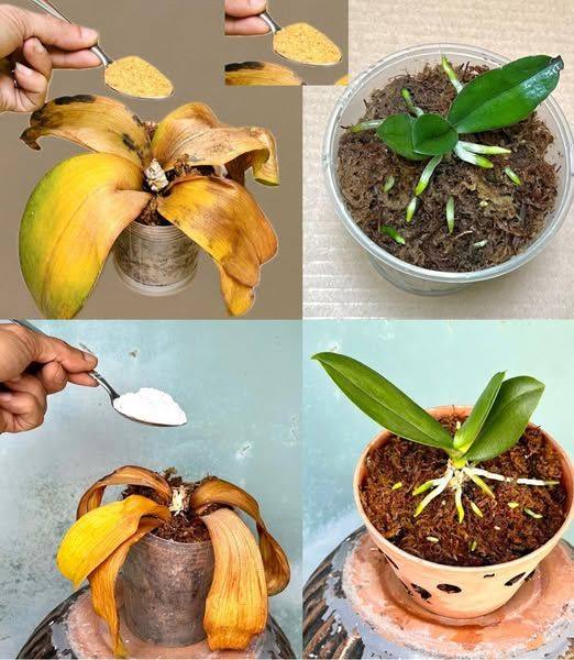 After reading this tip, you will never throw away old orchids again.