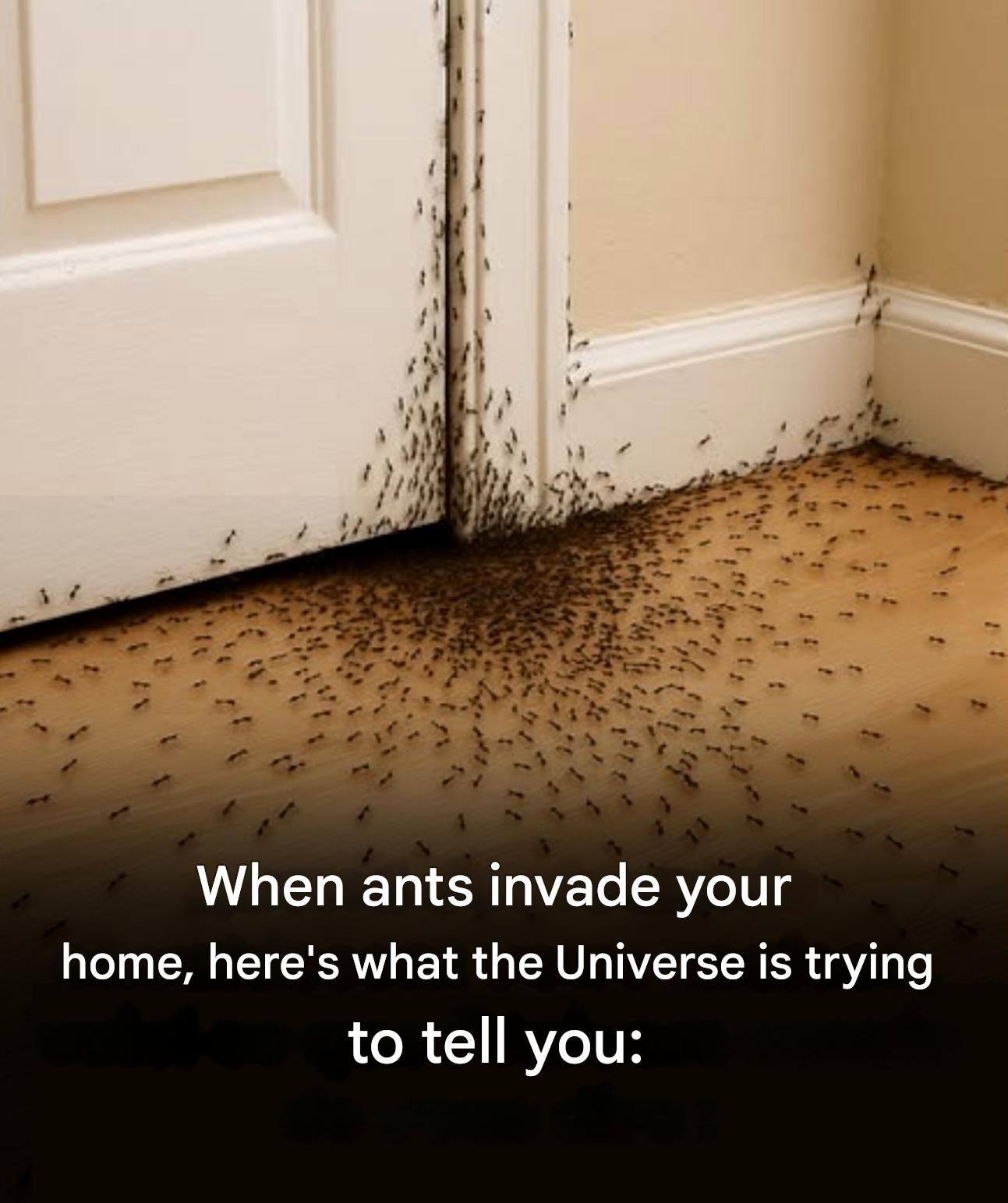 When ants invade your home, here’s what the Universe is trying to tell you