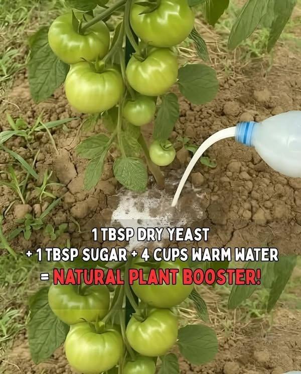 Old-School Tomato Fertilizer Recipe: Yeast, Sugar & Banana Peel for Bigger, Juicier Tomatoes