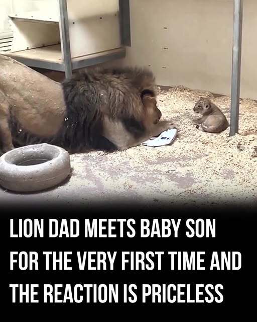 Lion father meets his newborn cub for the first time, the reaction is priceless!