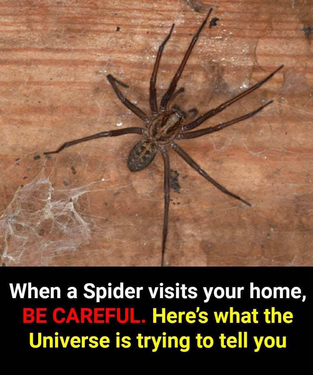 Seeing a Spider in Your Home? Discover the Spiritual Meaning and Hidden Messages